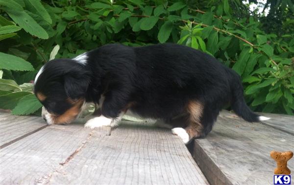 shih tzu puppies for sale in bellingham wa shih tzu puppy for sale three colored shih tzu puppy 4 years shih tzu puppies for sale in bellingham wa shih tzu puppy for sale three colored shih tzu puppy 4 years