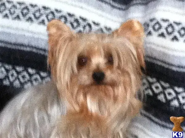 Yorkshire Terrier female dog