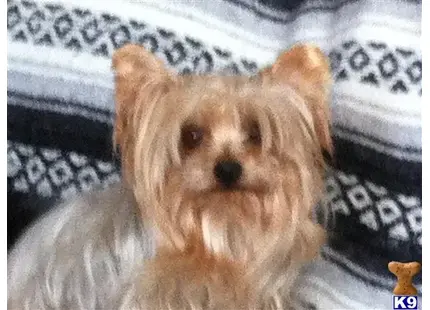 Yorkshire Terrier