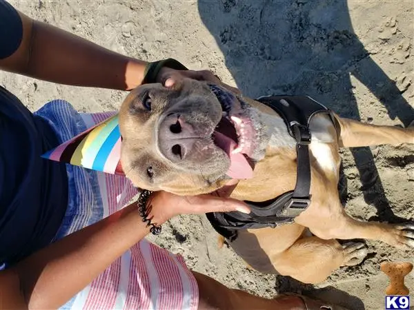 Cane Corso stud dog