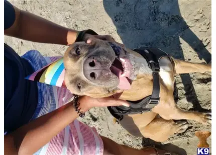 Cane Corso