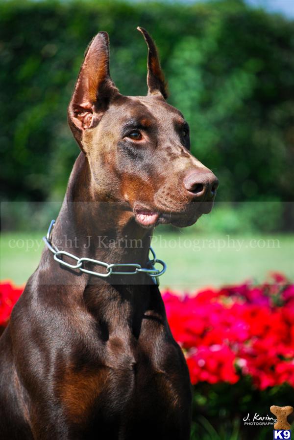 Doberman Pinscher stud dog