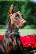Doberman Pinscher stud dog: Brown Doberman Pinscher with cropped ears in a floral setting