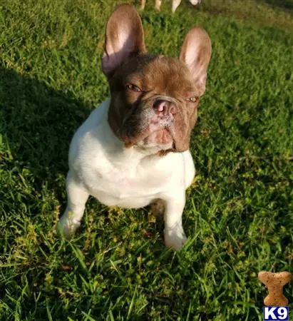 French Bulldog stud dog: a french bulldog dog sitting in the grass