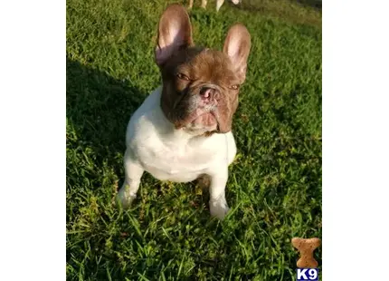 French Bulldog stud dog: a french bulldog dog sitting in the grass