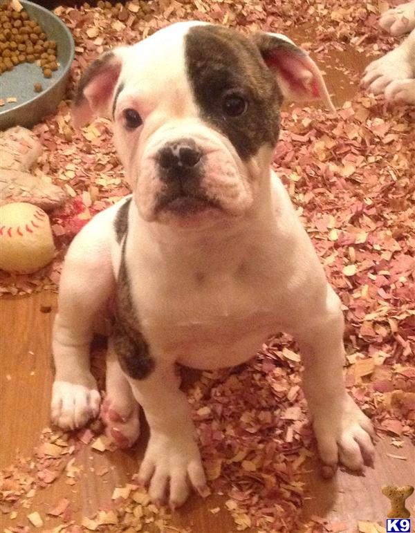 American Bulldog puppy for sale