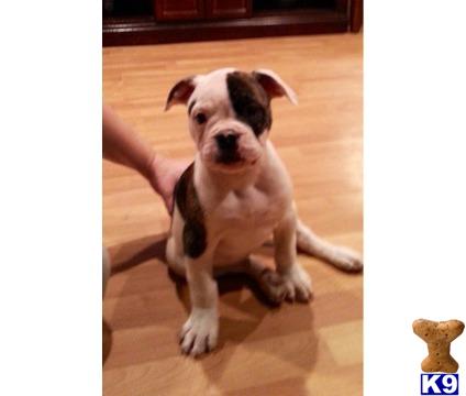 American Bulldog puppy for sale