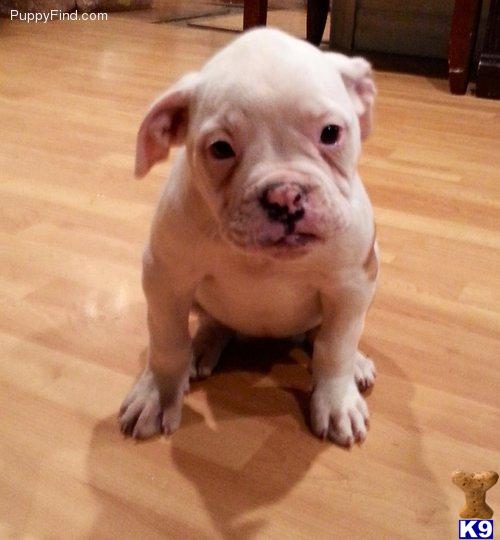 American Bulldog puppy for sale