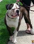American Bulldog stud dog: Brindle and white American Bulldog standing on a sidewalk