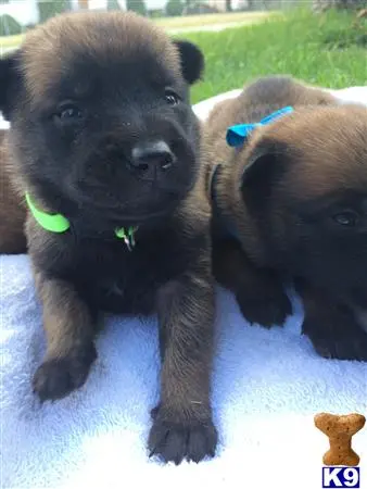 Belgian Malinois puppy for sale