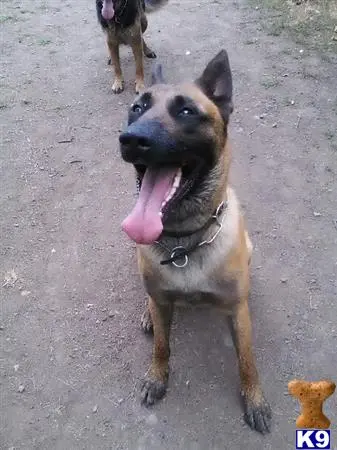 Belgian Malinois puppy for sale