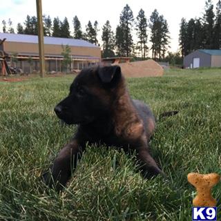 importshepherd Picture 2