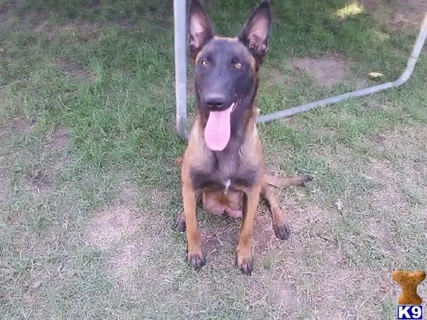 Belgian Malinois puppy for sale