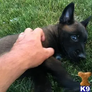 Belgian Malinois puppy for sale