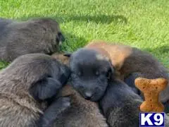 Belgian Malinois puppy for sale