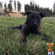 belgian malinois puppy posted by importshepherd