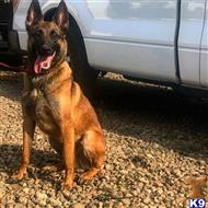 D available Belgian Malinois puppy located in Spokane