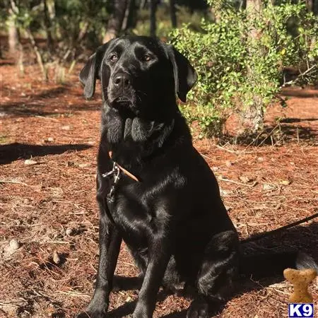 Labrador Retriever female dog