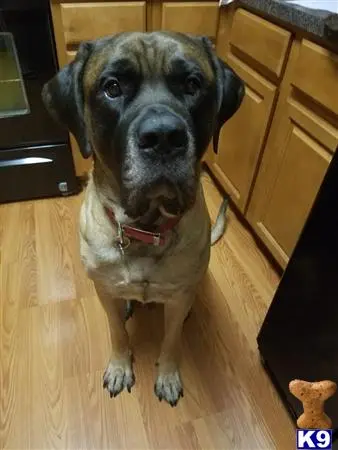 Mastiff