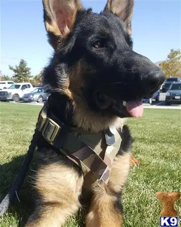 German Shepherd stud dog