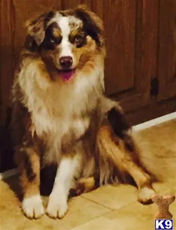 Australian Shepherd stud dog