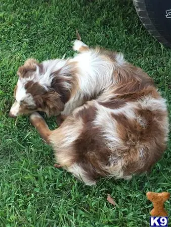 Australian Shepherd stud dog