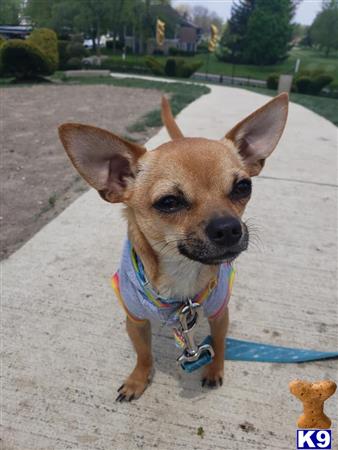 a chihuahua dog wearing a harness
