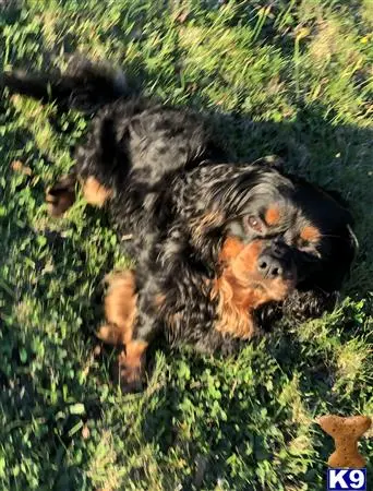 Cavalier King Charles Spaniel stud dog