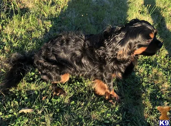 Cavalier King Charles Spaniel stud dog