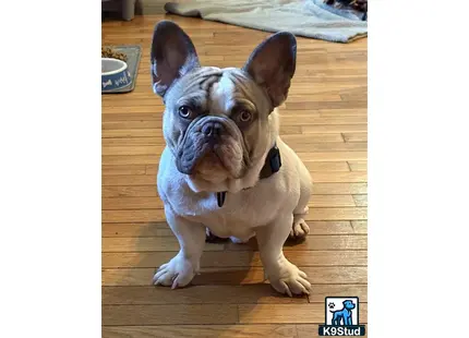 a french bulldog dog sitting on a wood floor