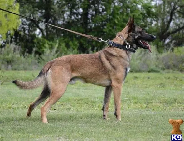 Belgian Malinois stud dog