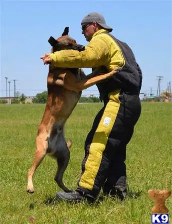 Belgian Malinois stud dog