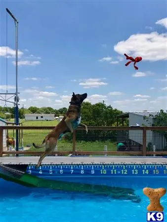 Belgian Malinois stud dog