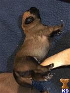 belgian malinois puppy posted by infernomalinois