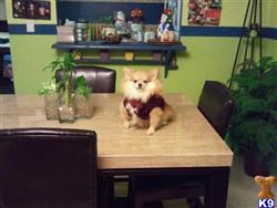 Pomeranian stud dog: Fluffy orange Pomeranian sitting on a dining table