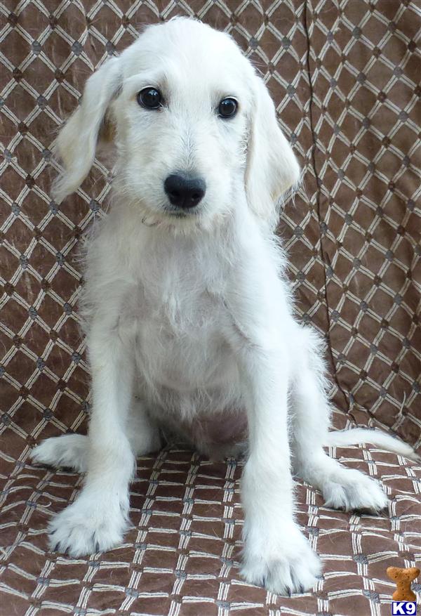 dogs for sale oahu labradoodle puppy for sale lovely labradoodle puppies for sale oahu hawaii 6 years dogs for sale oahu labradoodle puppy for sale lovely labradoodle puppies for sale oahu hawaii 6 years