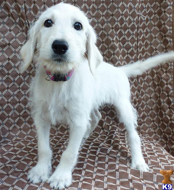 dogs for sale oahu labradoodle puppy for sale lovely labradoodle puppies for sale oahu hawaii 6 years dogs for sale oahu labradoodle puppy for sale lovely labradoodle puppies for sale oahu hawaii 6 years