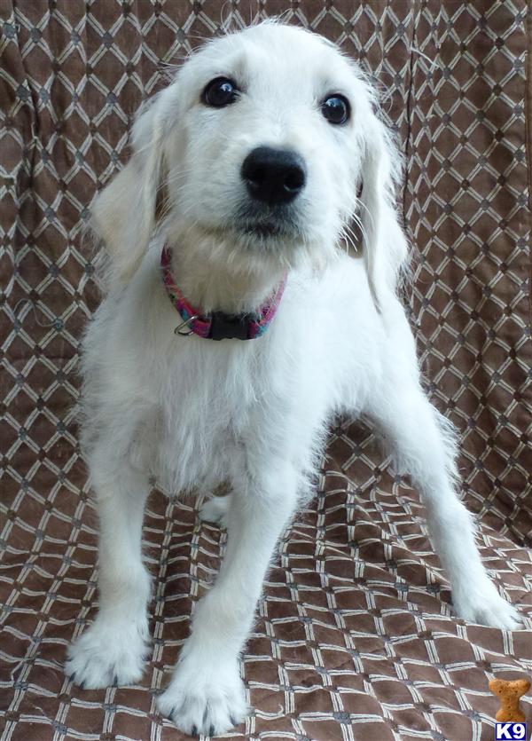 dogs for sale oahu labradoodle puppy for sale lovely labradoodle puppies for sale oahu hawaii 6 years dogs for sale oahu labradoodle puppy for sale lovely labradoodle puppies for sale oahu hawaii 6 years