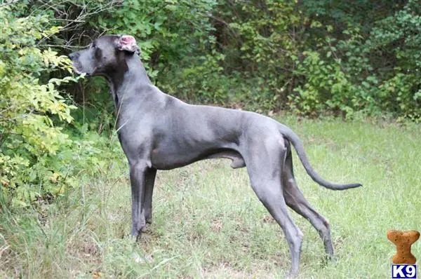 Great Dane stud dog