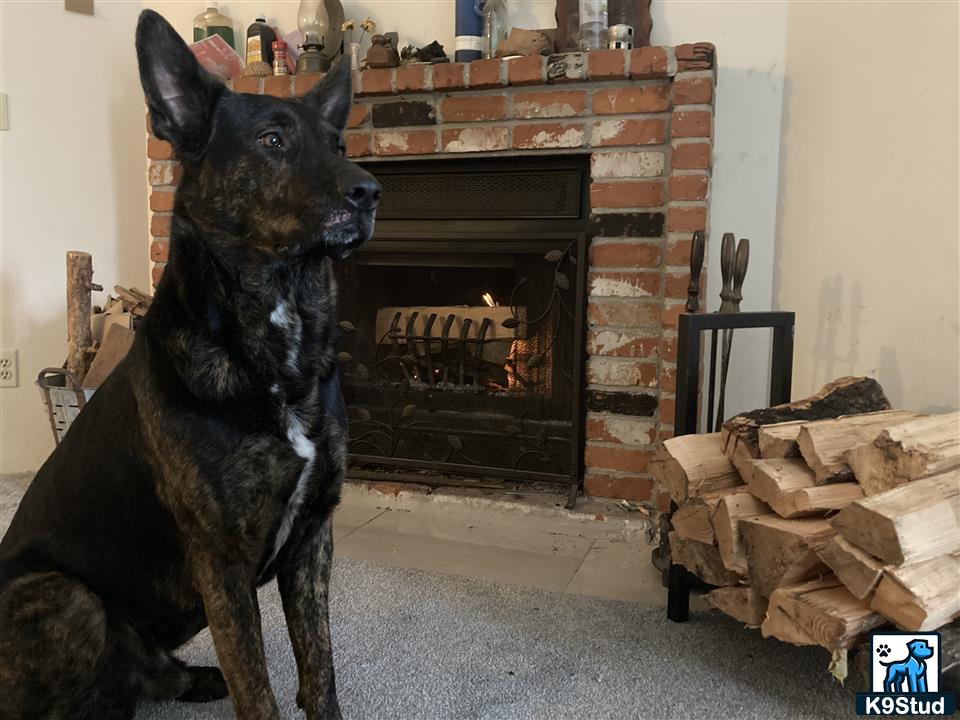 a dutch shepherd dog standing in front of a fireplace