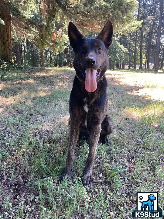 Dutch Shepherd stud dog: a dutch shepherd dog standing in a grassy area with trees in the background