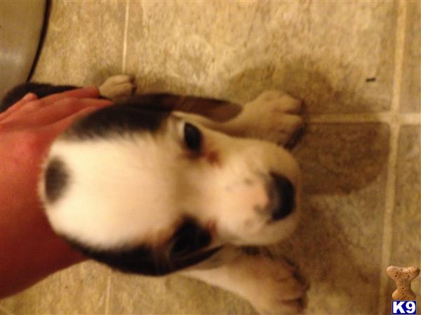 beagle puppy posted by inygirl38