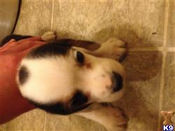 beagle puppy posted by inygirl38