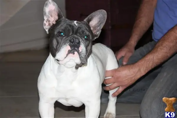 French Bulldog stud dog