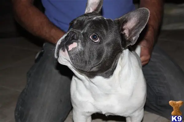 French Bulldog stud dog