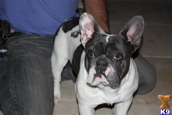 French Bulldog stud dog