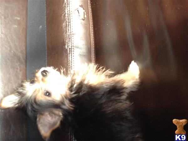 yorkshire terrier puppy posted by iosuna