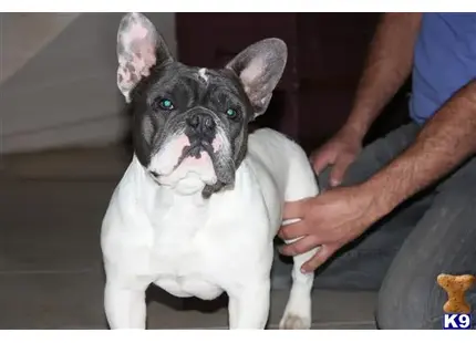 French Bulldog