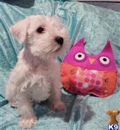 miniature schnauzer puppy posted by ipokrov