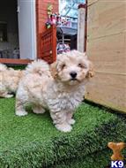 maltipoo puppy posted by ipzninez